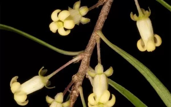 gumbi-gumbi-flowers-pittosporum-orig.jpg